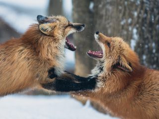 foxy argument