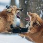 foxy argument