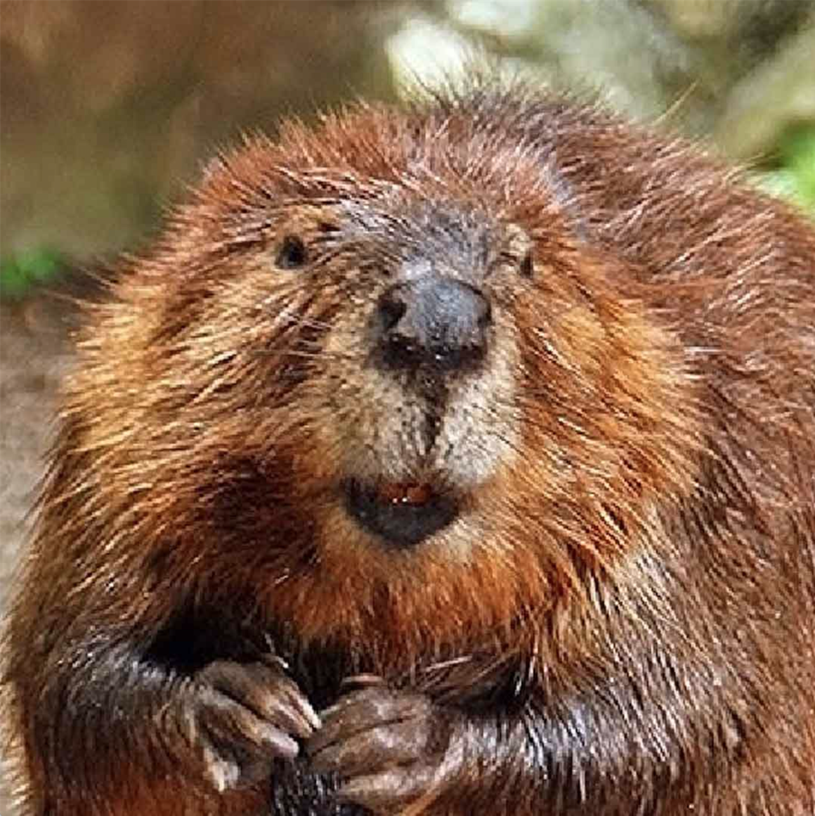 Eurasian beavers: a keystone species that keep waterways clean