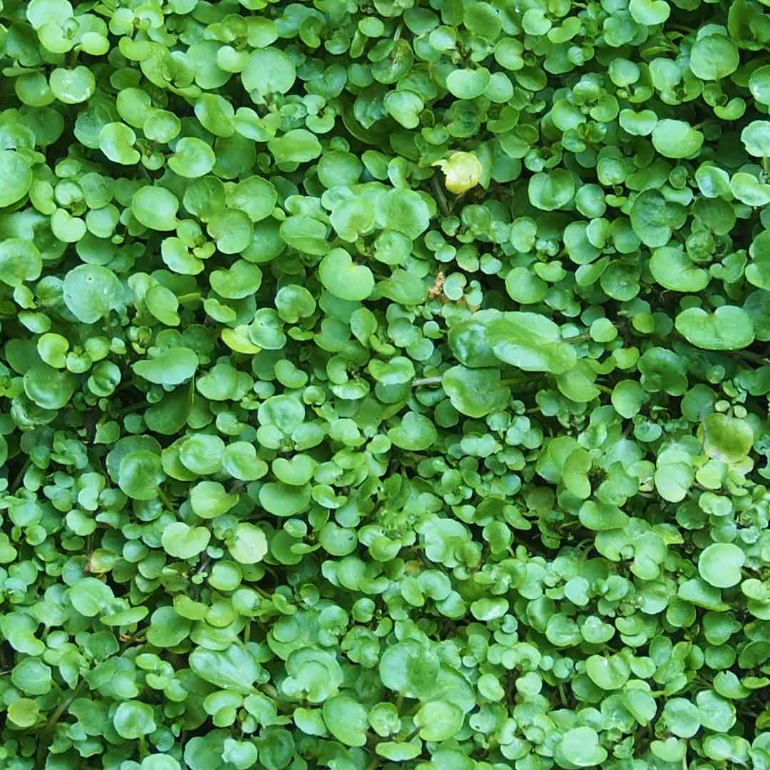 immune-foods-watercress