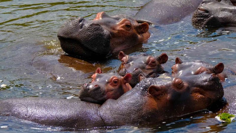 Thriving Hippo Family Pandabode